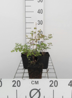 Thalictrum delavayi   pot 9x9 cm  