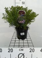 Thujopsis dolabrata 'Nana'   pot   20 25 cm