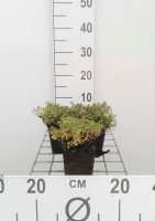 Thymus 'Doone Valley'   pot 9x9 cm (Tijm   'Doone Valley')  