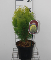 Thuja occidentalis 'Aurea Nana'   pot   25 30 cm