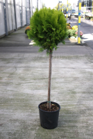 Thuja occidentalis 'Aurea Nana'   pot 18L   halfstam boom