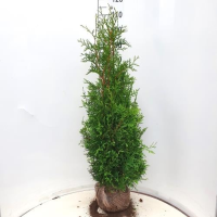 Thuja occidentalis 'Brabant'   aardekluit   100 125 cm
