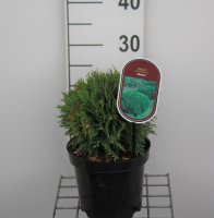 Thuja occidentalis 'Danica'   pot   20 25 cm