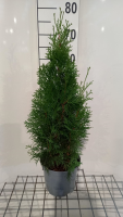 Thuja occidentalis 'Smaragd'   pot   50 60 cm