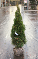 Thuja occidentalis 'Smaragd'   aardekluit   125 150 cm