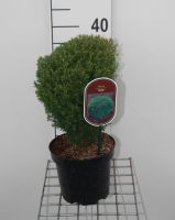 Thuja occidentalis 'Teddy'   pot   20 25 cm