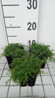 Thymus praecox 'Albiflorus'   pot 9x9 cm  