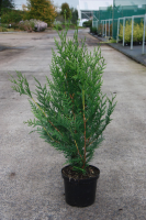 Thuja plicata 'Atrovirens'   pot   60 80 cm