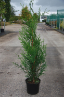 Thuja plicata 'Atrovirens'   pot   100 125 cm