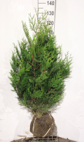Thuja plicata 'Atrovirens'   aardekluit   100 125 cm  