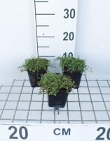 Thymus praecox 'Coccineus'   Kruiptijm   pot 9x9 cm  