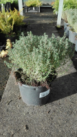 Thymus vulgaris 'Compactus'   pot 2L  