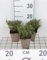Thymus vulgaris 'Compactus'   pot 9x9 cm (Tijm   'Groene Tijm' / 'Compacte Tijm' (syn.))  
