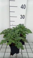 Tiarella 'Pink Skyrocket'   pot 9x9 cm  