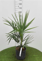 Trachycarpus fortunei   pot 10L   50 60 cm