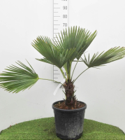 Trachycarpus fortunei   pot 15L   60 80 cm