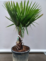 Trachycarpus fortunei   pot 45L   geënt op stamhoogte 40 50 cm