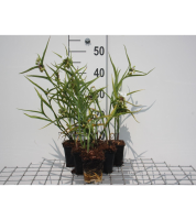 Tradescantia 'Innocence'   pot 9x9 cm