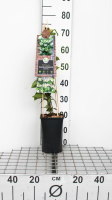 Trachelospermum jasminoides   pot   50 60 cm  