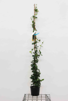 Trachelospermum jasminoides   pot 3L   100 125 cm  