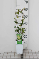 Trachelospermum jasminoides 'SELBRA' (Star of Toscane, Star of Tuscany)   pot   50 60 cm  