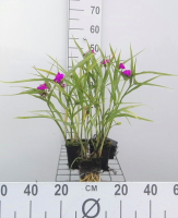 Tradescantia 'Karminglut'   pot 9x9 cm
