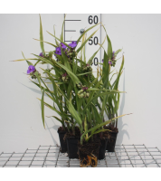 Tradescantia 'Leonora'   pot 9x9 cm