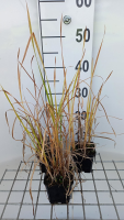 Typha angustifolia   pot 9x9 cm  
