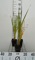 Typha latifolia   pot 9x9 cm  