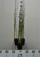 Typha laxmannii   pot 9x9 cm  