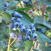 Vaccinium corymbosum 'Bluecrop'   pot   30 40 cm  
