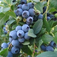 Vaccinium corymbosum 'Goldtraube'   pot   30 40 cm  