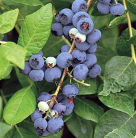 Vaccinium corymbosum 'Northland'   pot   30 40 cm  