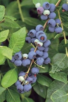 Vaccinium corymbosum   pot   30 40 cm  