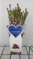 Vaccinium macrocarpon   pot   30 40 cm  