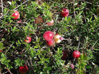 Vaccinium corymbosum 'Early Black'   pot   30 40 cm  