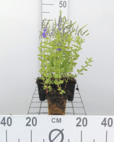 Veronica austriaca 'Knallblau'   pot 9x9 cm