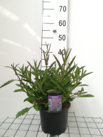 Verbena bonariensis   pot 2L  