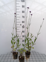 Verbena bonariensis   biopot diameter 8 cm  