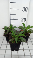Veronica longifolia 'Blauriesin'   pot 9x9 cm  
