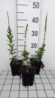 Veronicastrum virginicum 'Erika'   pot 9x9 cm  
