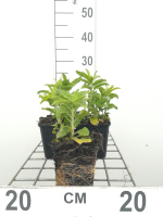 Veronica spicata 'Alba'   pot 9x9 cm  