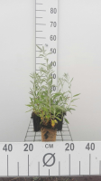 Veronica spicata subsp. Incana   pot 9x9 cm