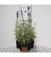 Veronica spicata   pot 9x9 cm