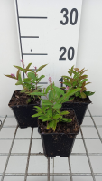 Veronicastrum virginicum 'Adoration'   pot 9x9 cm  
