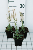 Veronicastrum virginicum 'Album'   pot 9x9 cm  