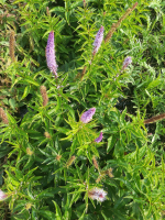 Veronicastrum virginicum 'Cupid'   pot 9x9 cm  