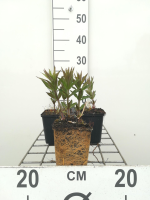 Veronicastrum virginicum 'Lavendelturm'   pot 9x9 cm  