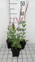 Veronicastrum virginicum 'Pink Glow'   pot 9x9 cm  
