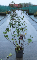Viburnum x bodnantense 'Charles Lamont'   pot 12L   100 125 cm